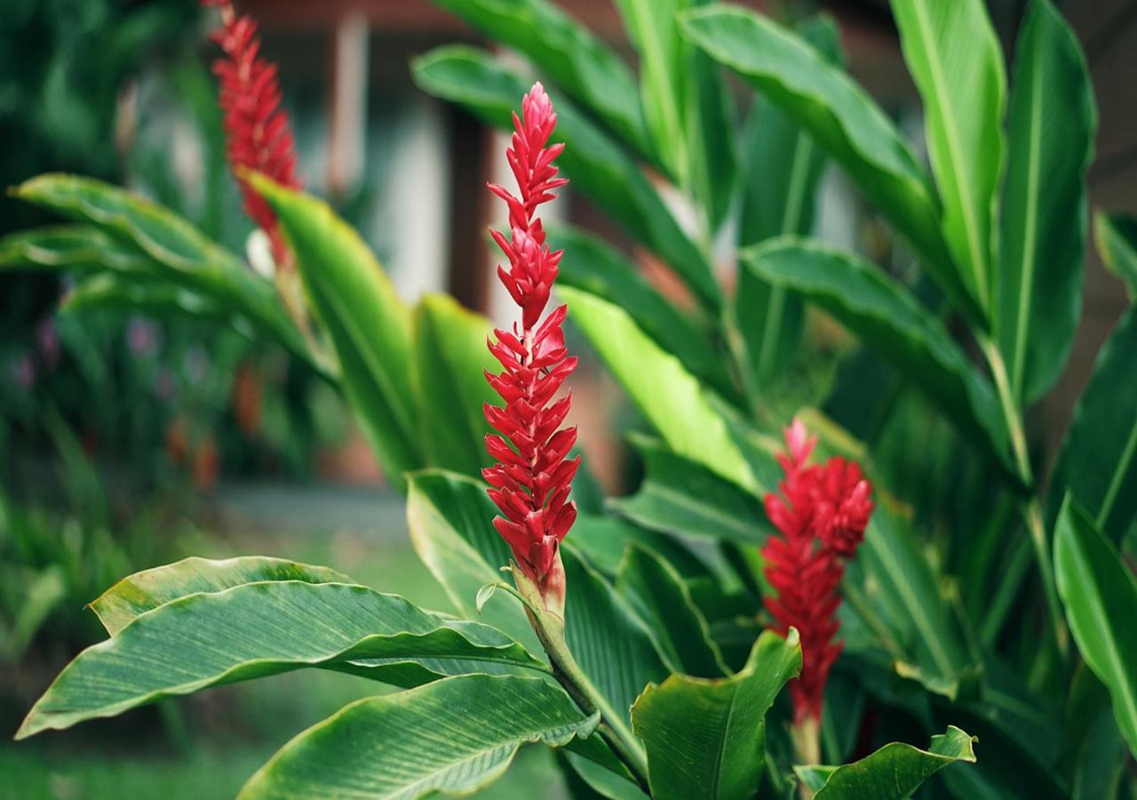 Hotel Eco Arenal La Fortuna Eksteriør bilde