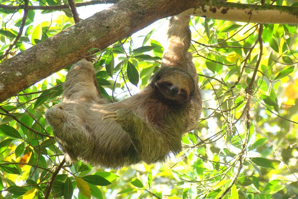 Hotel Eco Arenal La Fortuna Eksteriør bilde