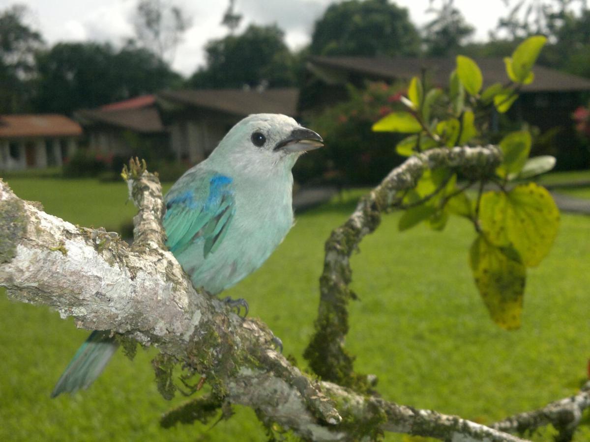 Hotel Eco Arenal La Fortuna Rom bilde